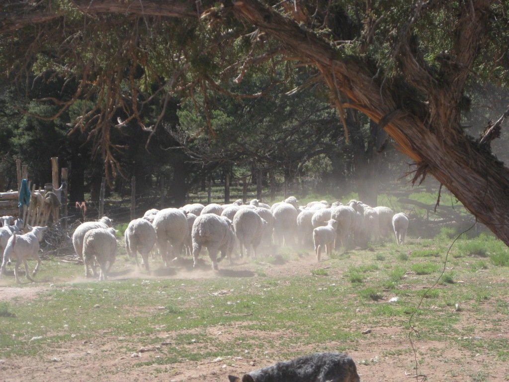 Sheep running out of the corral