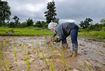 7778045-an-hard-working-asian-female-farmer-growing-rice